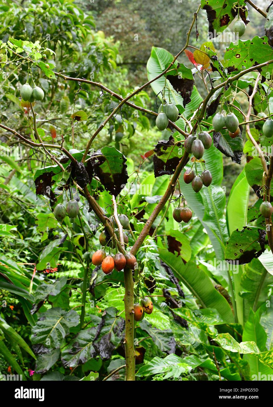 Tamarillo Tree with fruits growing in a garden. Valle del Cauca, Colombia Stock Photo