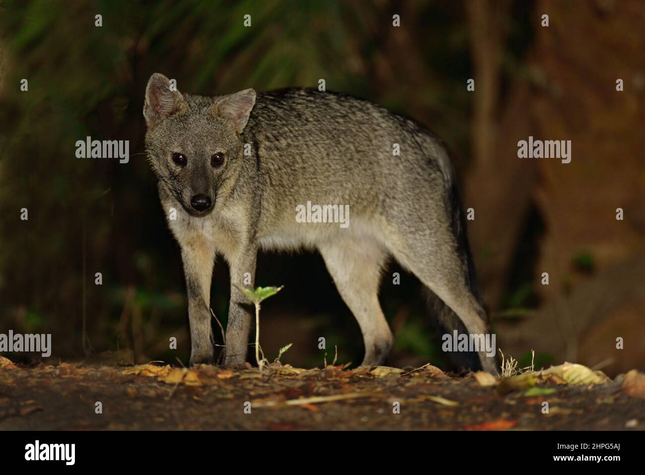 Crab-eating fox (Cerdocyon thous) foraging at night. Pantanal, Mato Grosso, Brazil Stock Photo