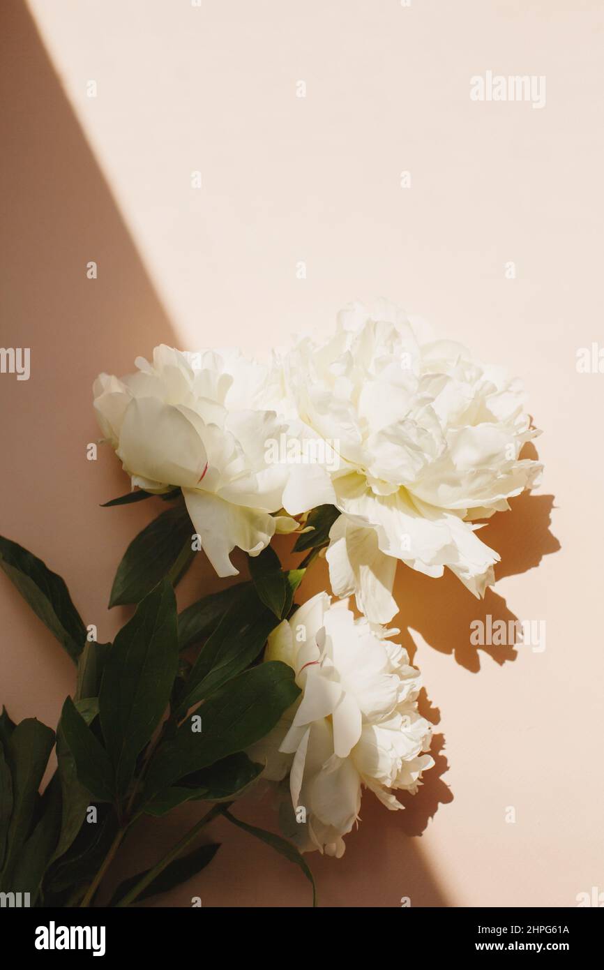 Flat lay with white peonies flowers and green leaves on pastel pink color background Stock Photo