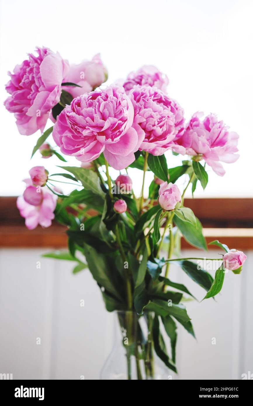 Flower bouquet of pink and white fresh peony flowers in a vase in sunshine under the window Stock Photo