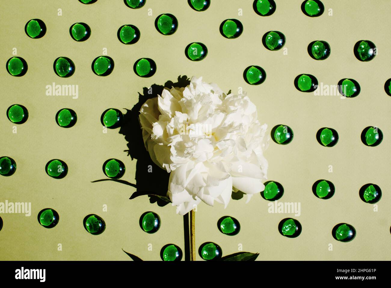 Flat lay with white peony flower close-up on pastel light green color with green marbles Stock Photo