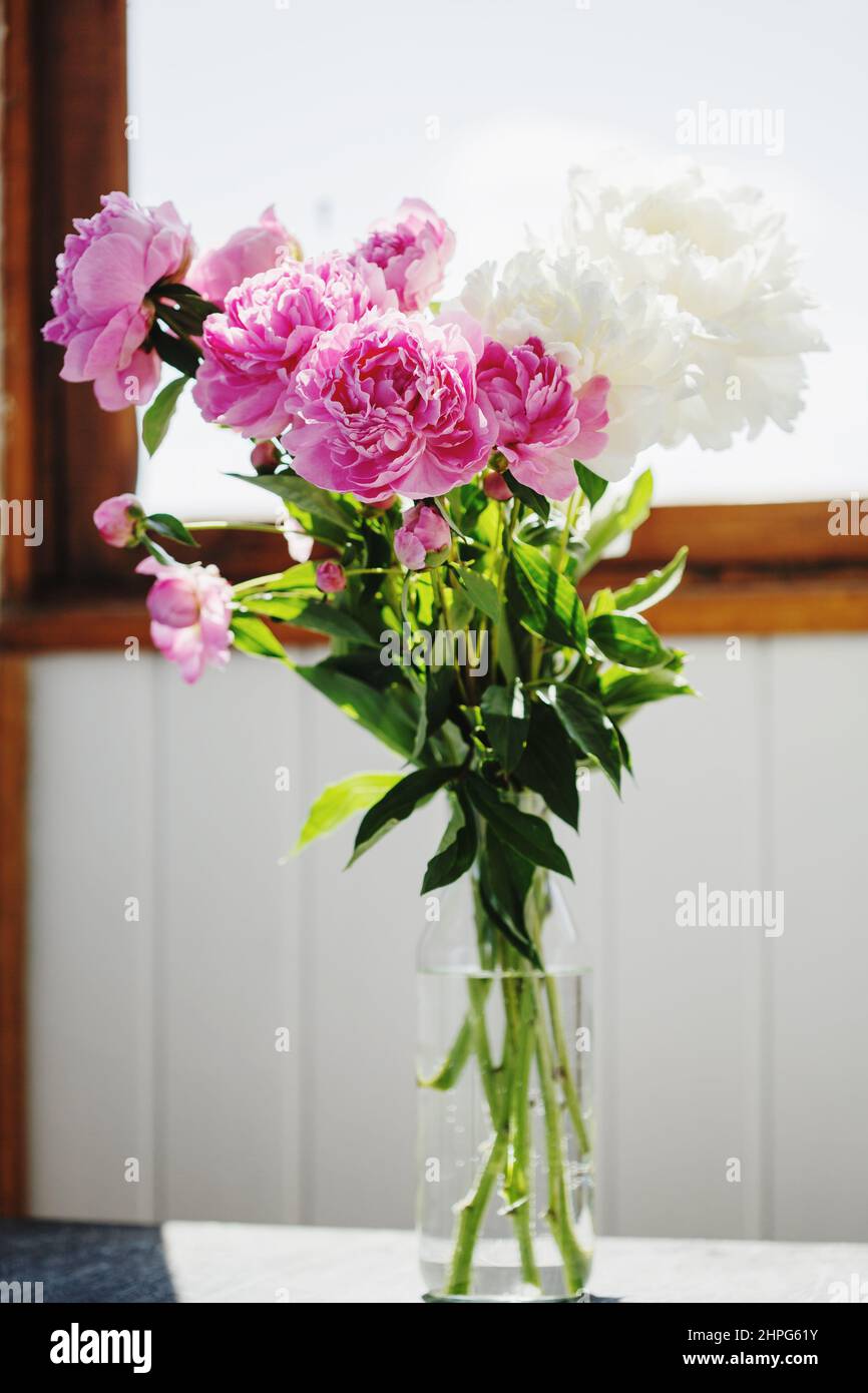 Flower bouquet of pink and white fresh peony flowers in a vase in ...