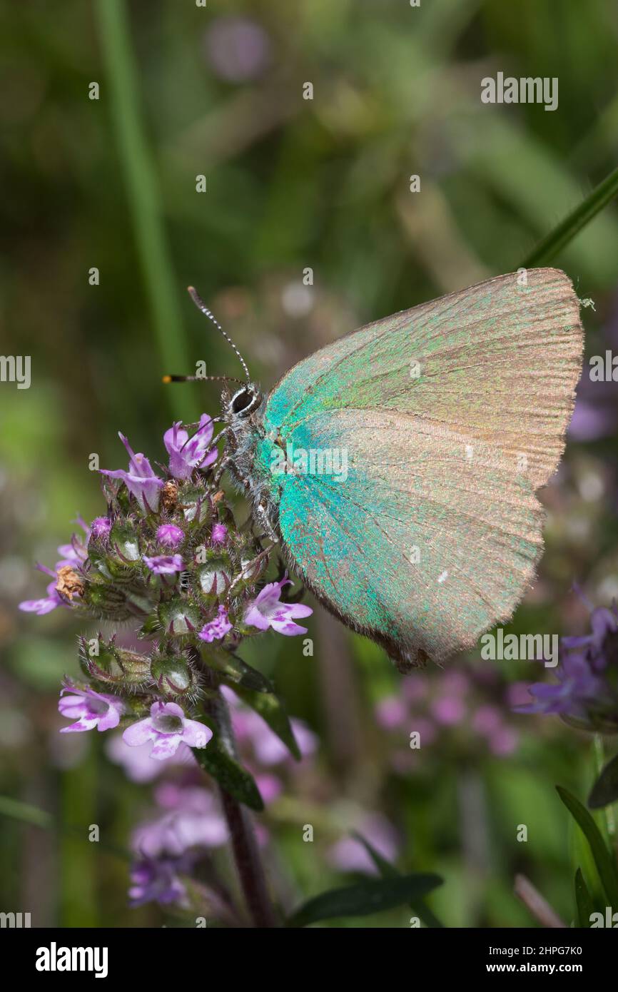 Grüner Zipfelfalter, Brombeer-Zipfelfalter, Brombeerzipfelfalter, Callophrys rubi, Green Hairstreak, La Thècle de la ronce, la Argus vert Stock Photo