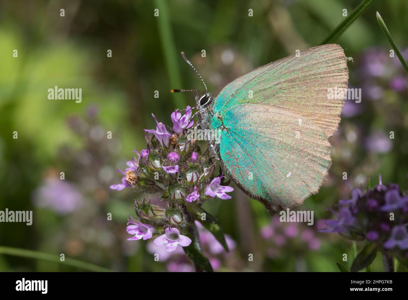 Grüner Zipfelfalter, Brombeer-Zipfelfalter, Brombeerzipfelfalter, Callophrys rubi, Green Hairstreak, La Thècle de la ronce, la Argus vert Stock Photo