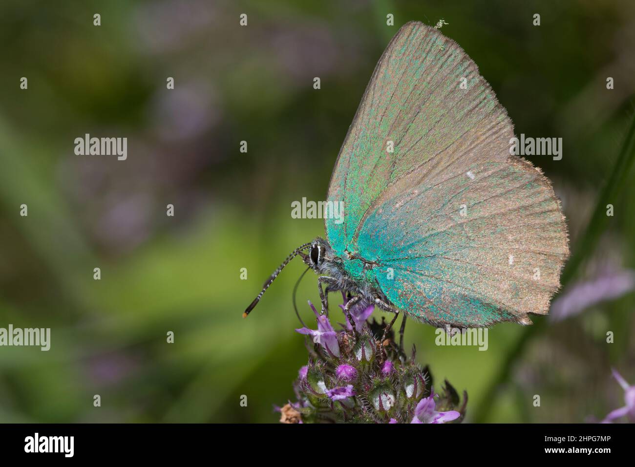 Grüner Zipfelfalter, Brombeer-Zipfelfalter, Brombeerzipfelfalter, Callophrys rubi, Green Hairstreak, La Thècle de la ronce, la Argus vert Stock Photo