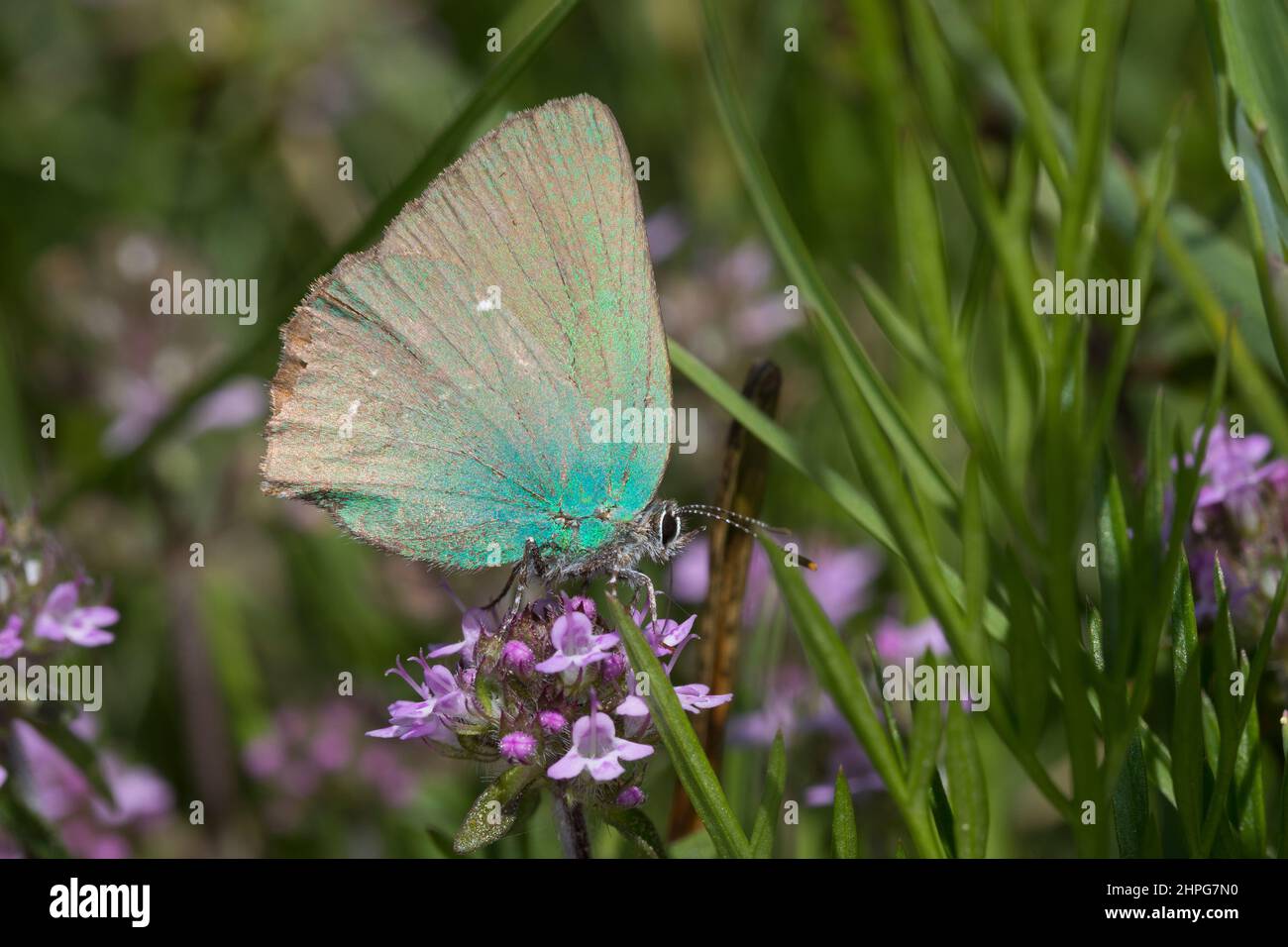Grüner Zipfelfalter, Brombeer-Zipfelfalter, Brombeerzipfelfalter, Callophrys rubi, Green Hairstreak, La Thècle de la ronce, la Argus vert Stock Photo