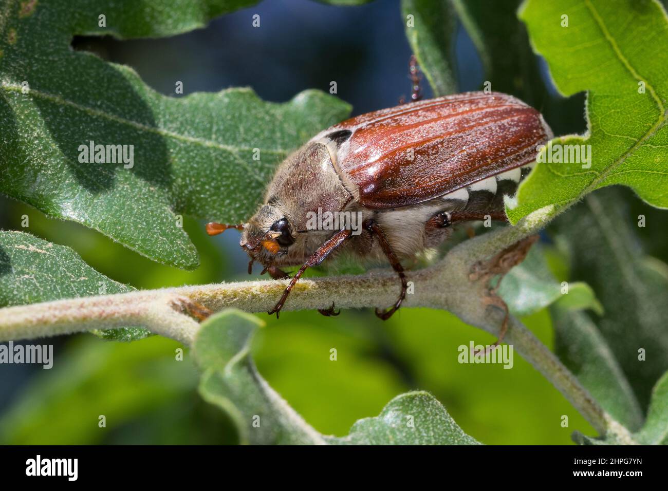 Hanneton commun (melolontha melolontha) hi-res stock photography and ...