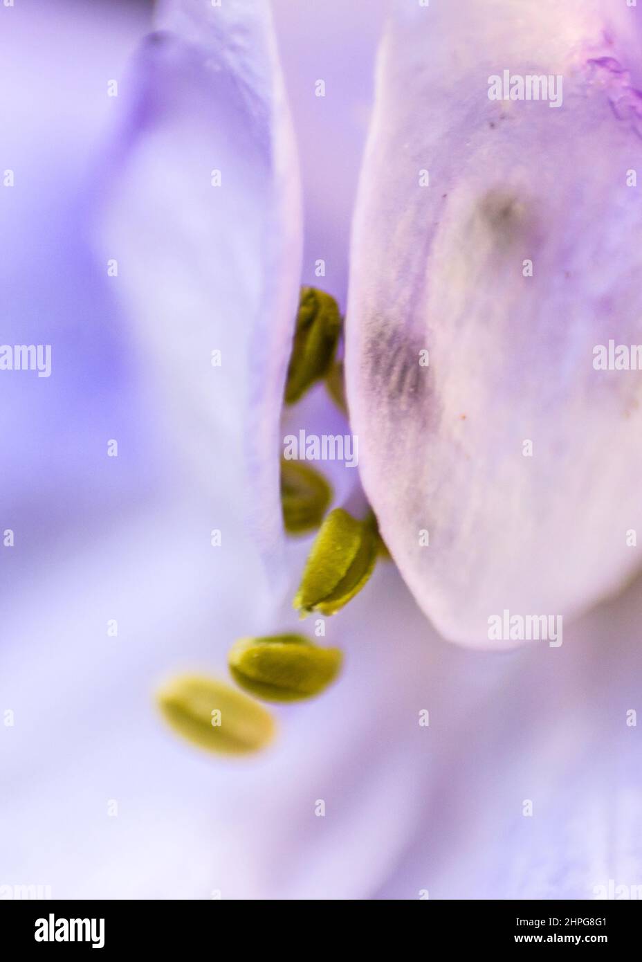 Floral Abstract Stock Photo