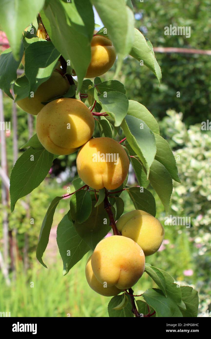 Apricot tree plantation hi-res stock photography and images - Alamy