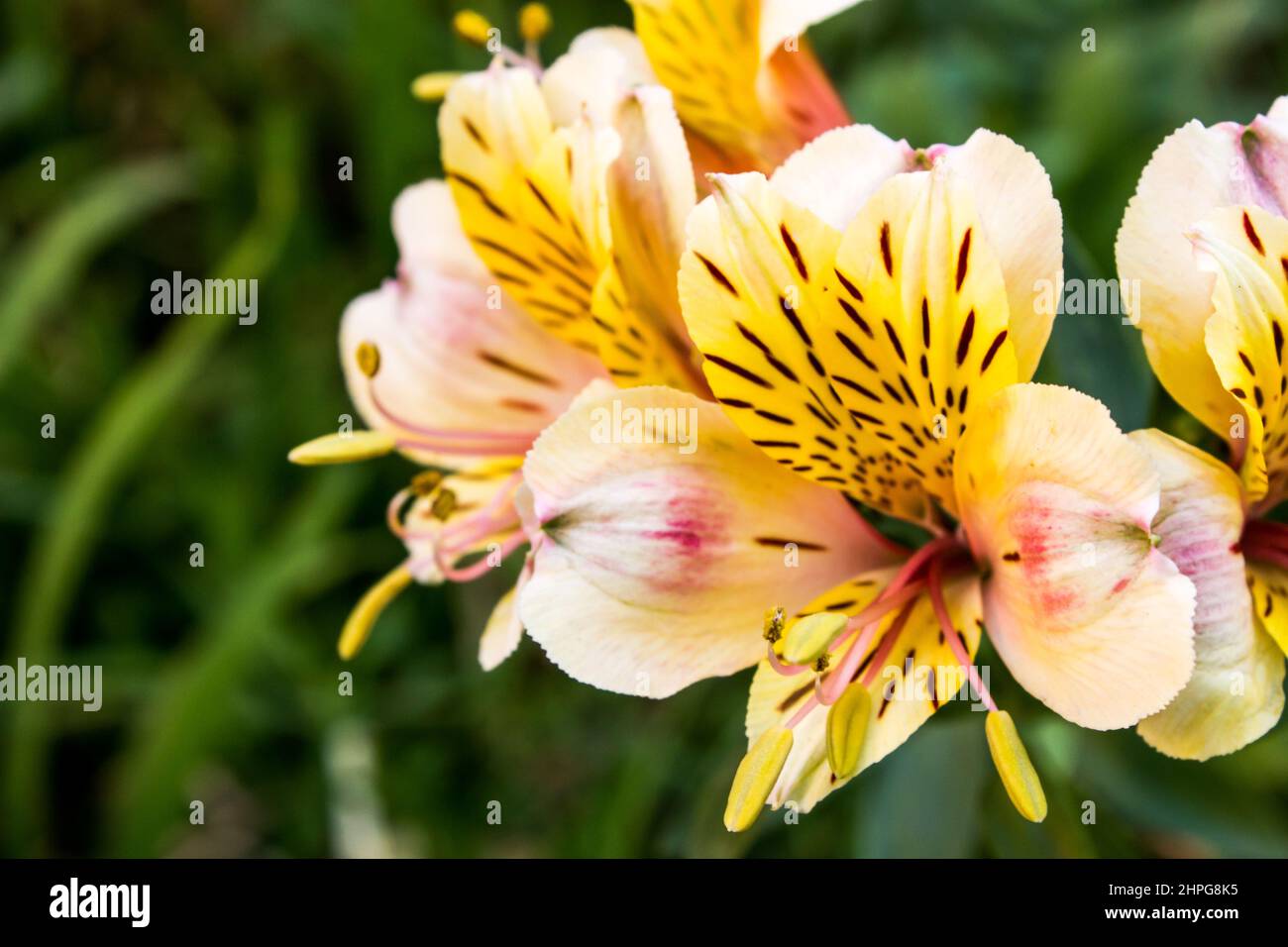 Close view of an Inca lily Blossom.  Inca lilies, also known as Peruvian lilies, are originally from the Andes. These flowers symbolise friendship and Stock Photo