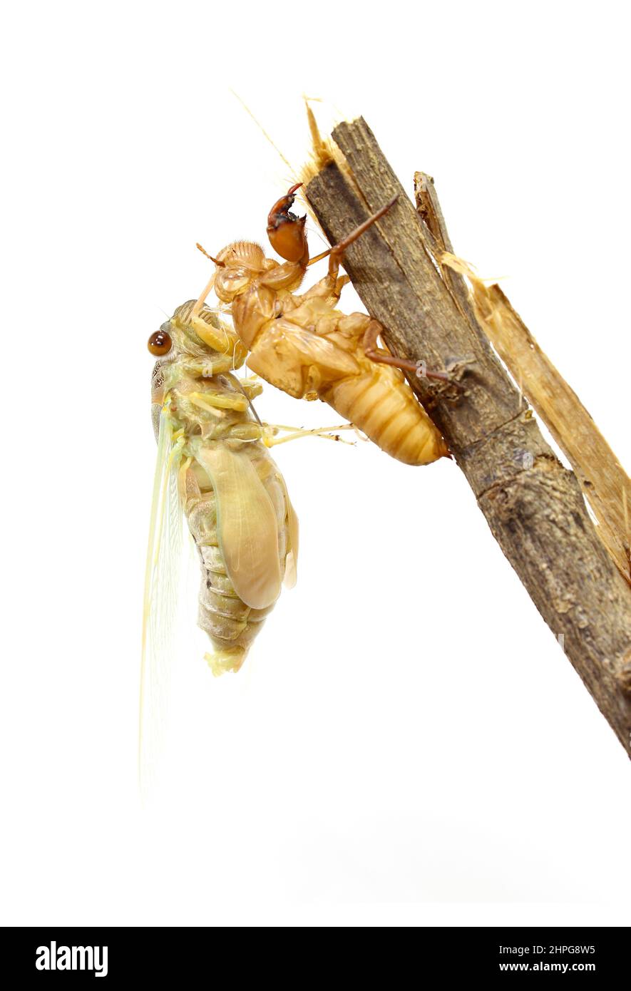 Cicada changing its skin Stock Photo