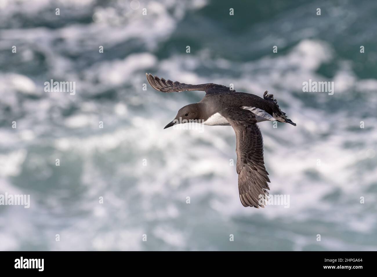 Guillemot, Uria aalge, adult bird in flight above the crashing waves. Greater Saltee, ROI. Stock Photo