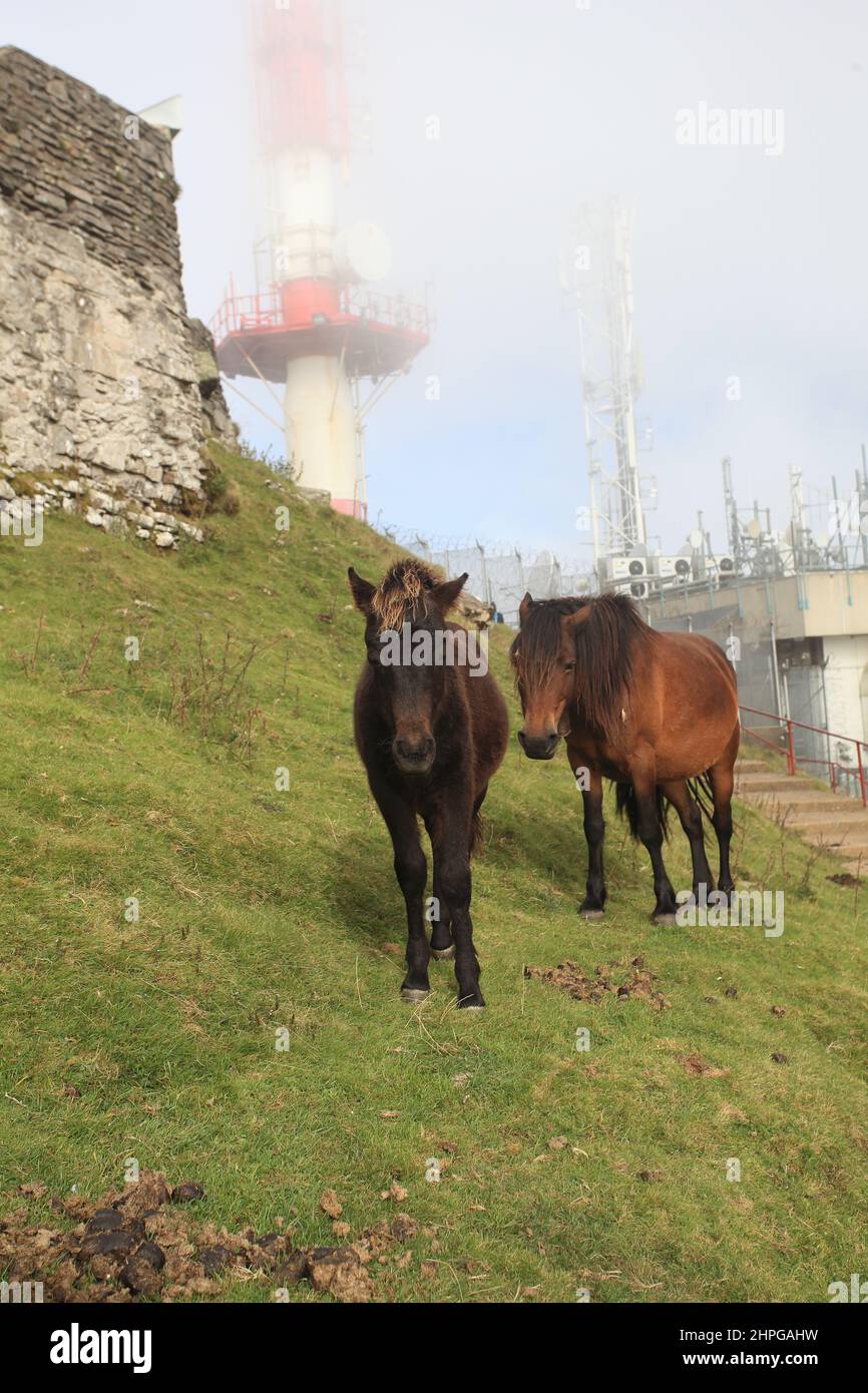 Wild horses (Pottok) at the summit of La Rhune, 905m, La Sare, Pays Basque, Pyrenees Atlantiques, France. Stock Photo