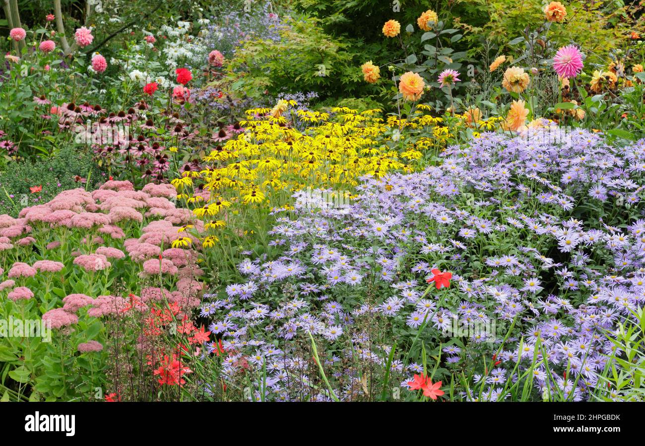Asters and rudbeckias in an autumn border. Front to back: Rudbeckia 'Goldsturm', Aster 'Monch', Aster 'Harington's Pink', Mahonia 'Winter sun'. Stock Photo