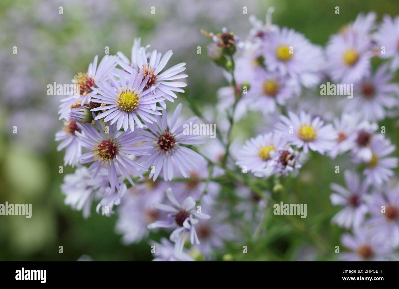 Aster turbinellus. Pale lilac flowers of Symphyotrichum turbinellum - Michaelmas daisy - in September. UK Stock Photo