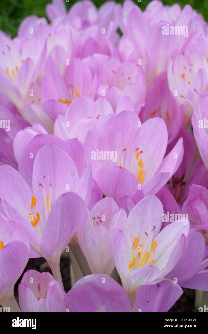 Colchicum 'Lilac Wonder' autumn crocus. Autumn flowering bulb. UK Stock Photo