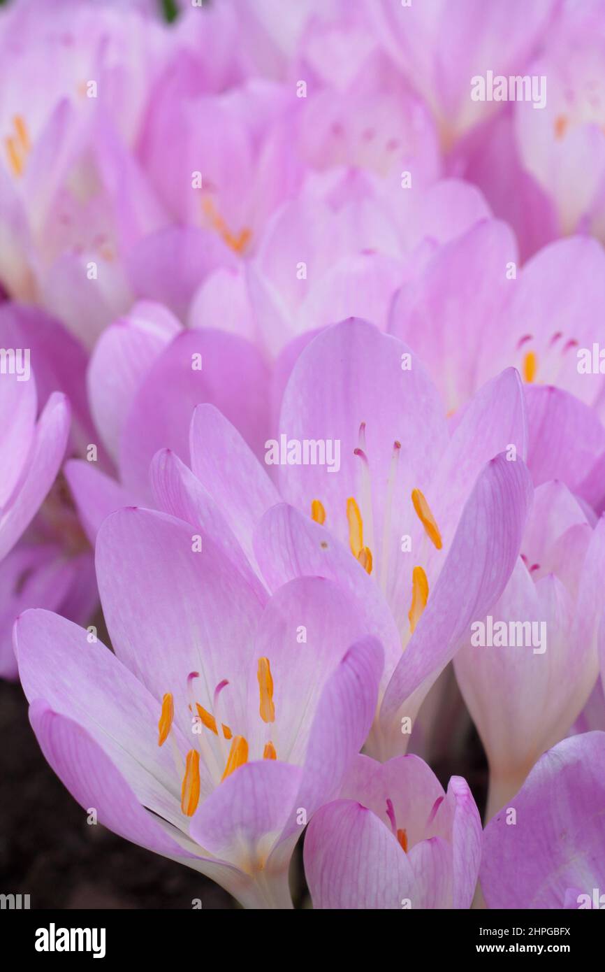 Colchicum 'Lilac Wonder' autumn crocus. Autumn flowering bulb. UK Stock Photo