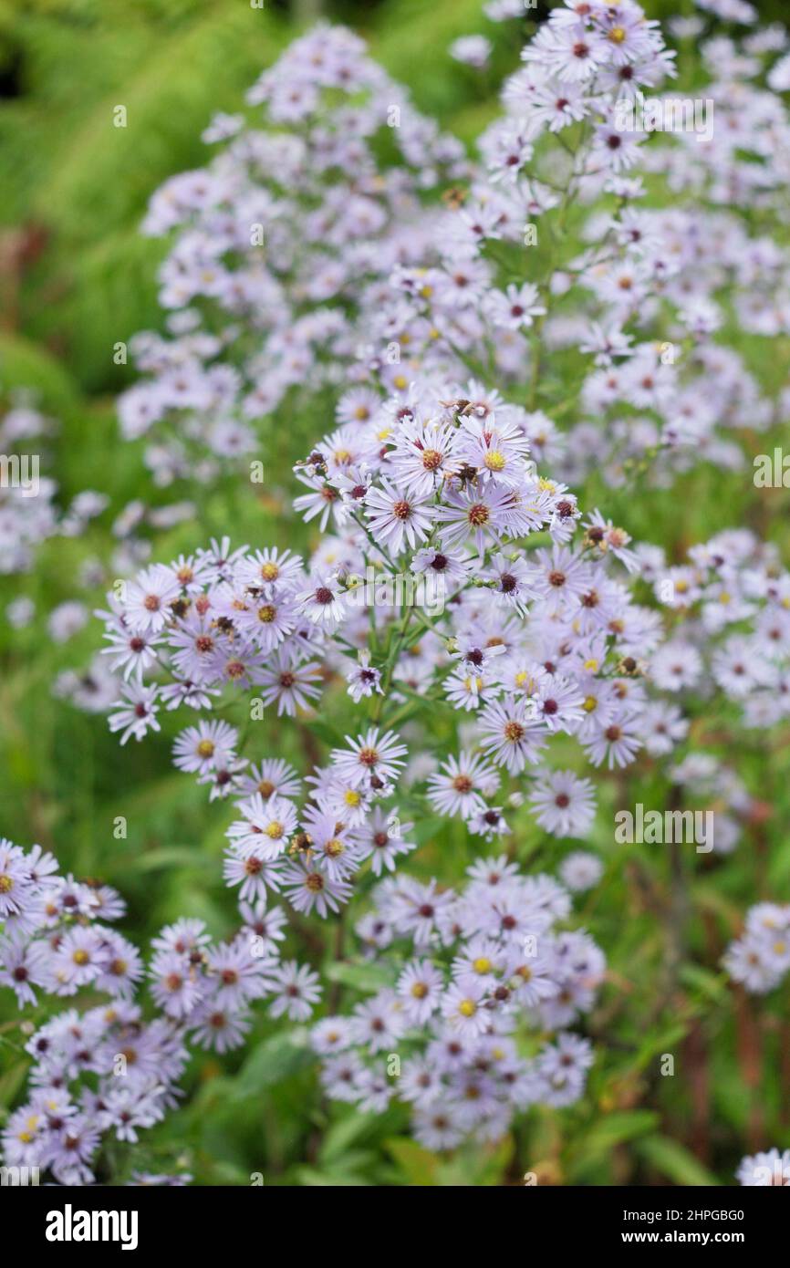 Aster turbinellus. Pale lilac flowers of Symphyotrichum turbinellum - Michaelmas daisy - in September. UK Stock Photo