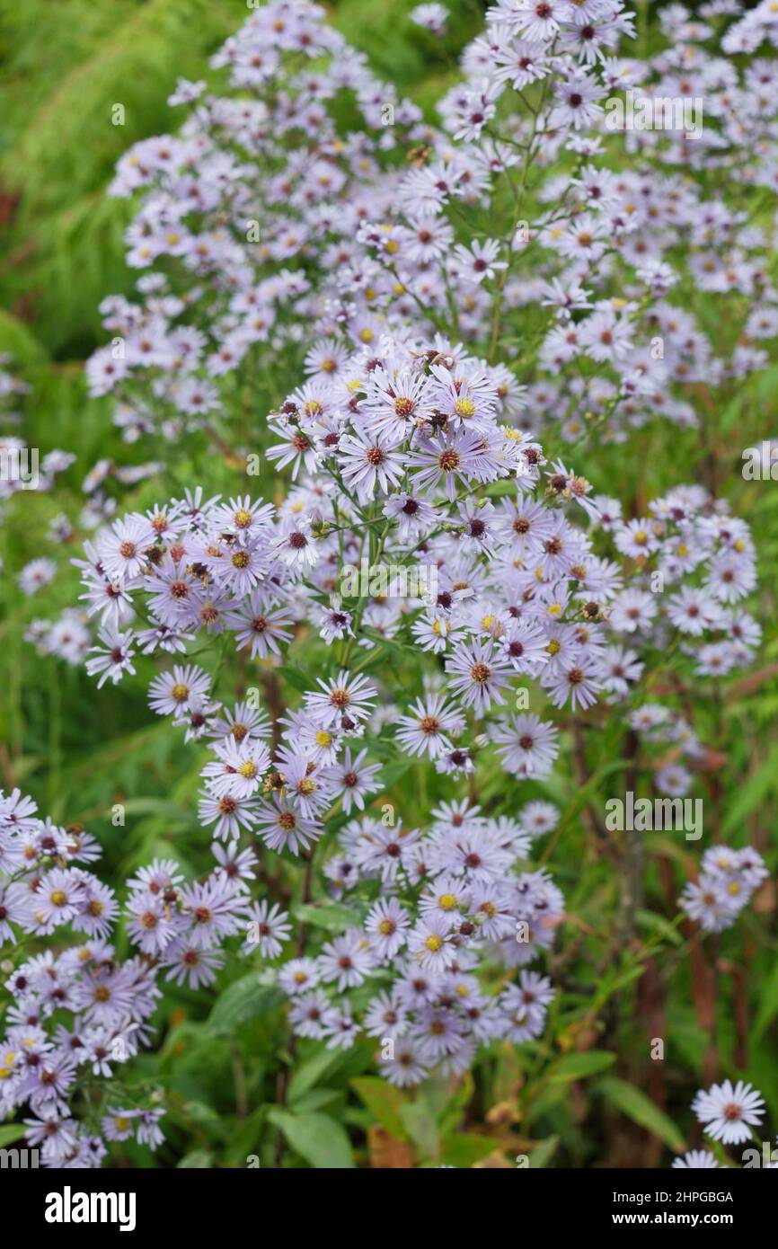 Aster turbinellus. Pale lilac flowers of Symphyotrichum turbinellum - Michaelmas daisy - in September. UK Stock Photo