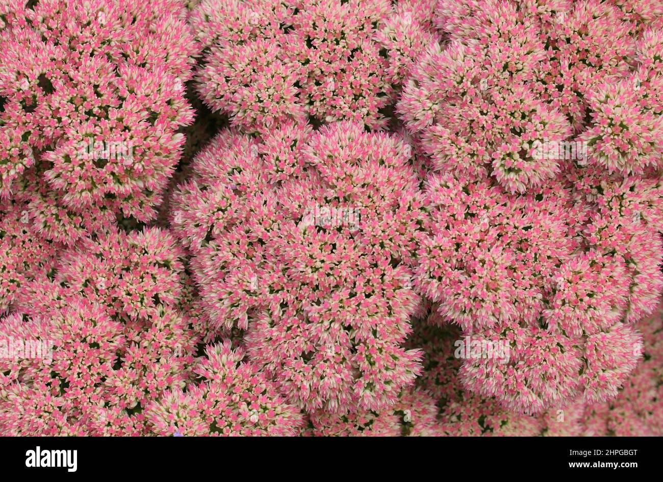 Sedum spectabile 'Autumn Joy' flowering in autumn. UK Stock Photo