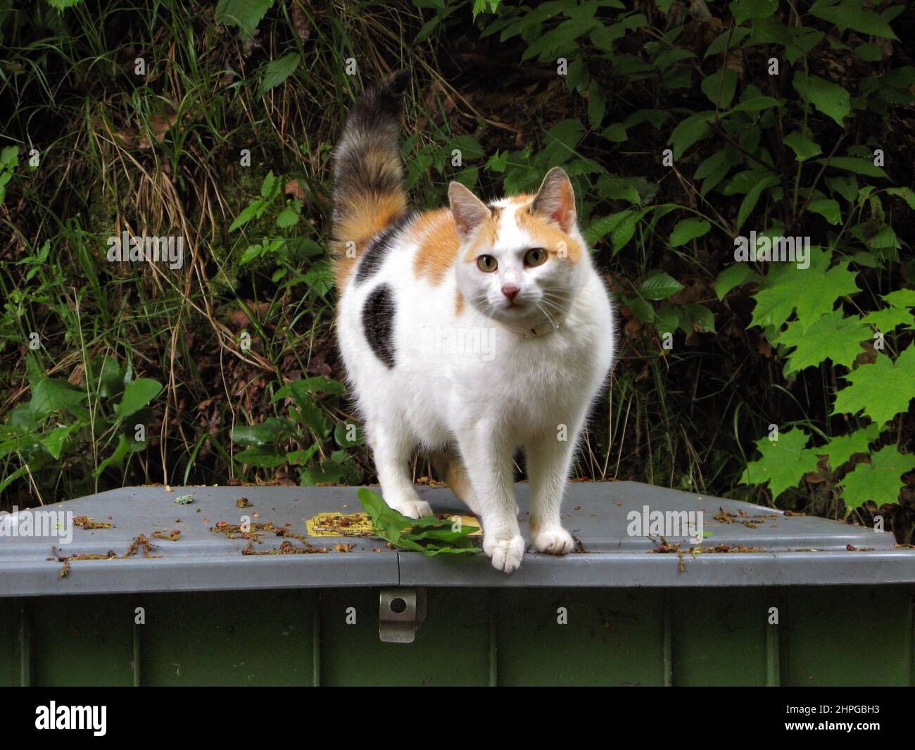 Cat on a garbage can Stock Photo Alamy