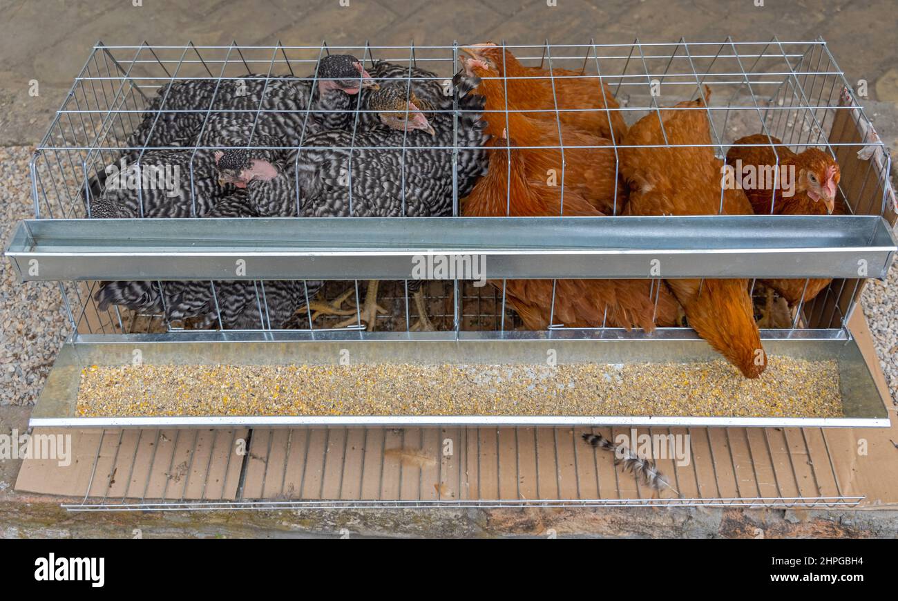 Two Different Breed of Chickens in Wire Cage Farm Stock Photo Alamy