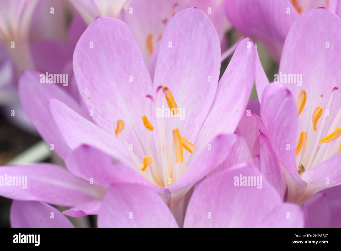 Colchicum 'Lilac Wonder' autumn crocus. Autumn flowering bulb. UK Stock Photo