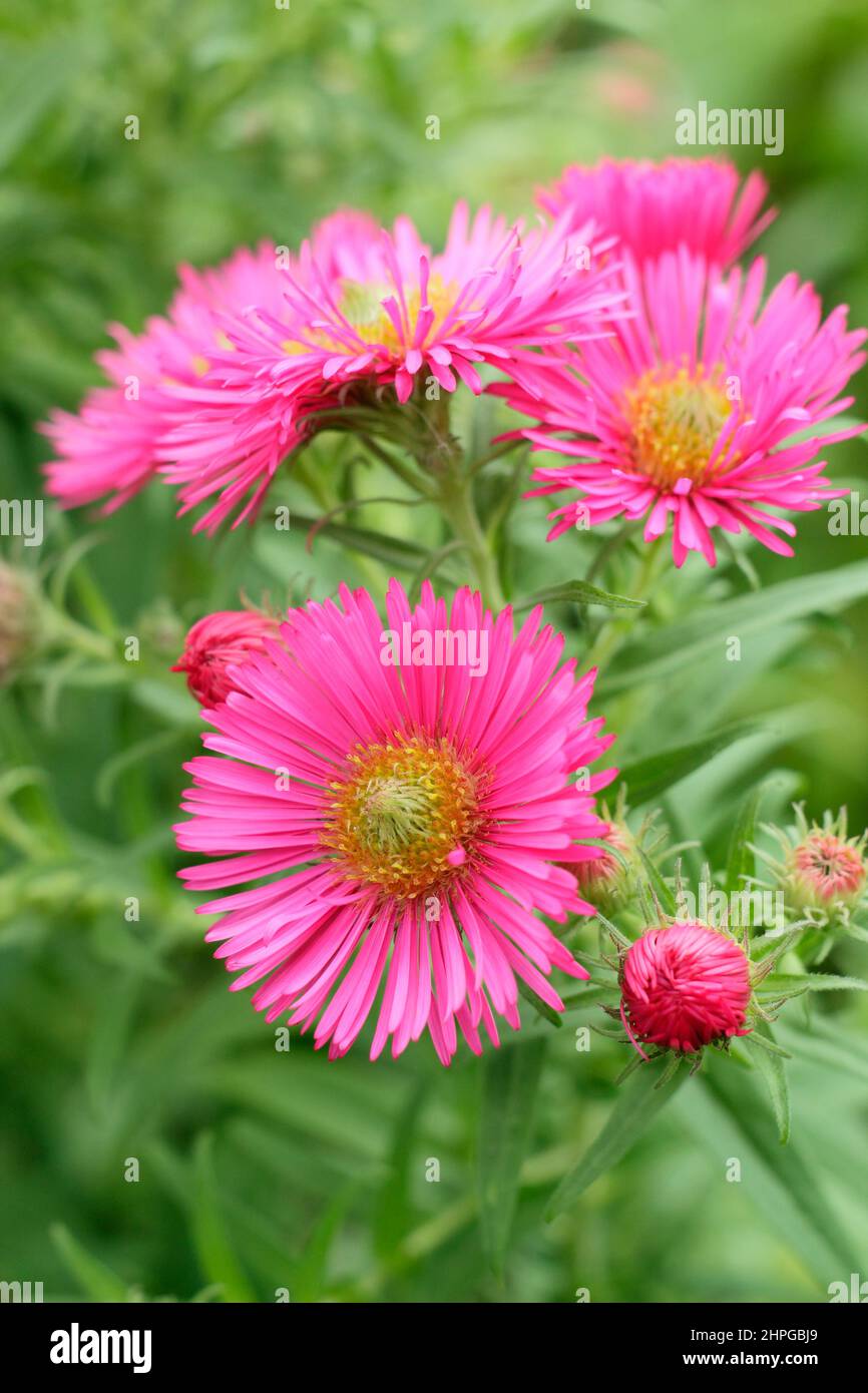 Aster novae-angliae 'Andenken An Alma Potschke, New England aster.UK Stock Photo