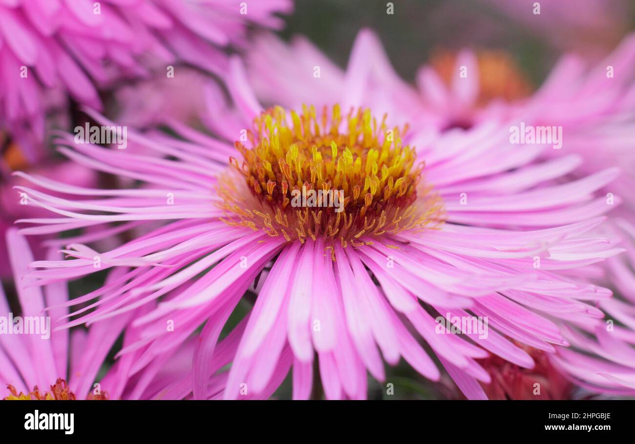 Symphyotrichum novae-angliae 'Barr's Pink' New England aster flowering in early autumn. UK Stock Photo