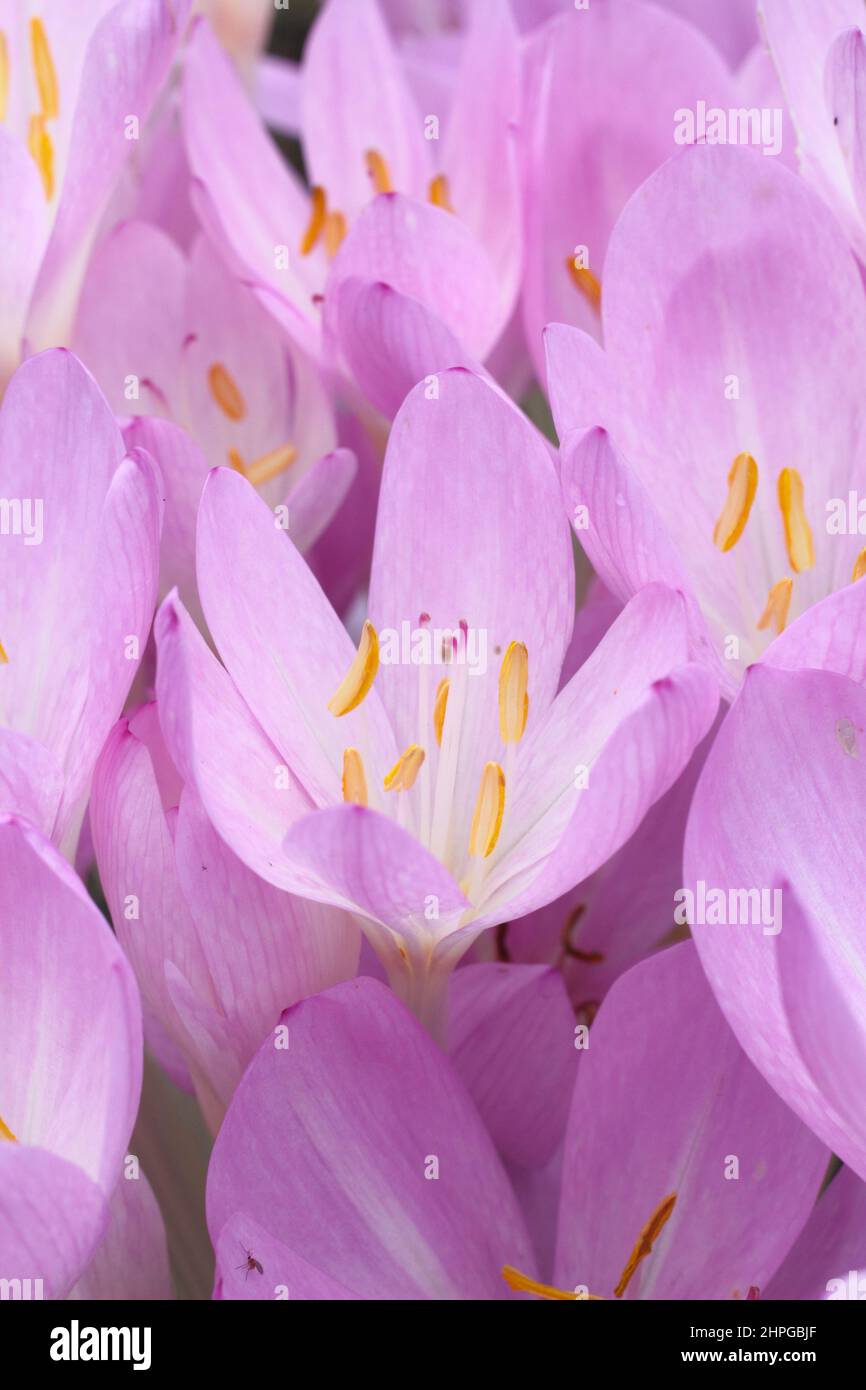 Colchicum 'Lilac Wonder' autumn crocus. Autumn flowering bulb. UK Stock Photo