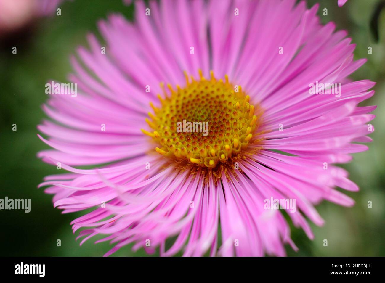 Symphyotrichum novae-angliae 'Barr's Pink' New England aster flowering in early autumn. UK Stock Photo