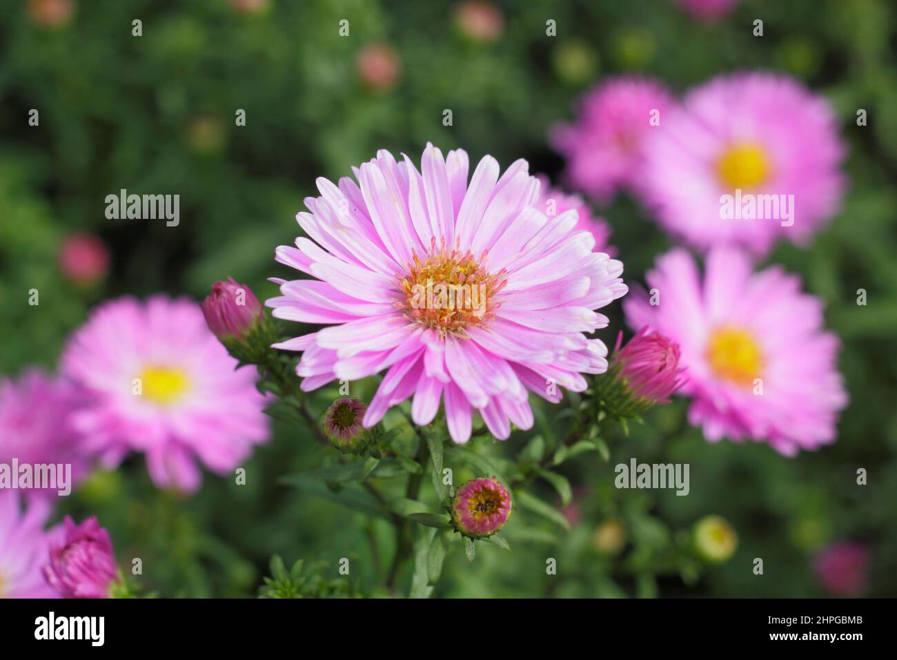 Aster novi-belgii 'Little Pink Beauty'. Symphyotrichum novi-belgii 'Little Pink Beauty' New York aster, commonly called Michaelmas Daisy. UK Stock Photo