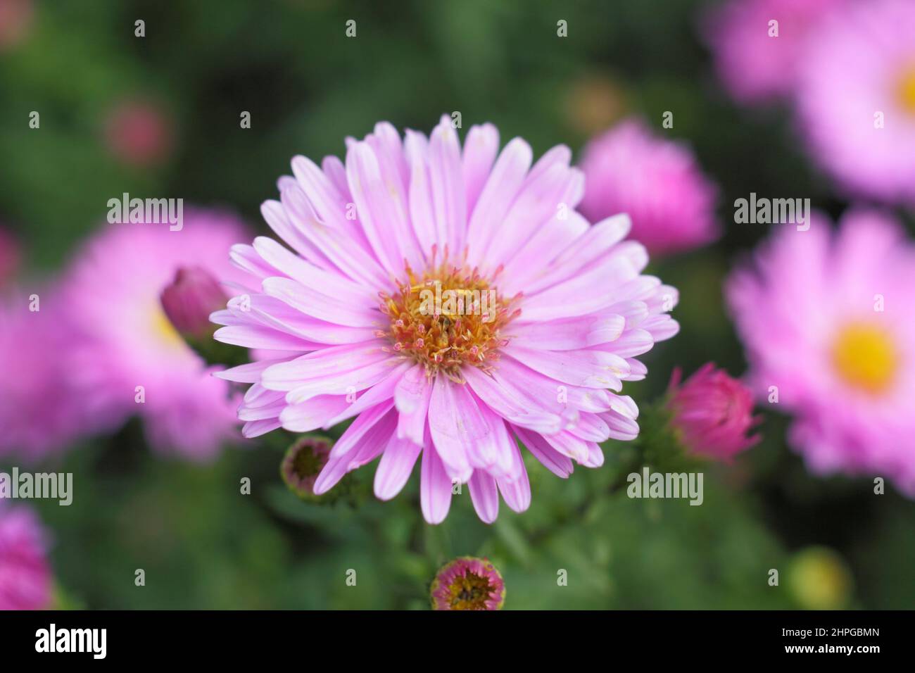 Aster novi-belgii 'Little Pink Beauty'. Symphyotrichum novi-belgii 'Little Pink Beauty' New York aster, commonly called Michaelmas Daisy. UK Stock Photo