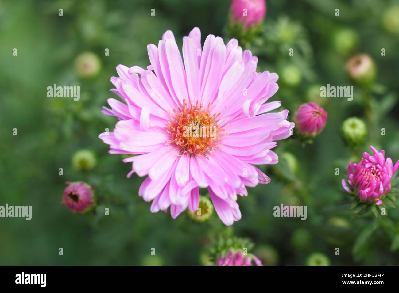 Aster novi-belgii 'Little Pink Beauty'. Symphyotrichum novi-belgii 'Little Pink Beauty' New York aster, commonly called Michaelmas Daisy. UK Stock Photo