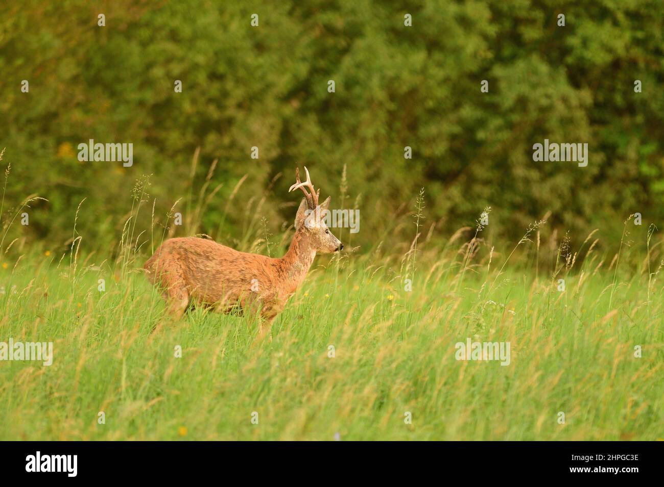 Portrait of roe deer with antlers on the meadow in rut season Stock Photo