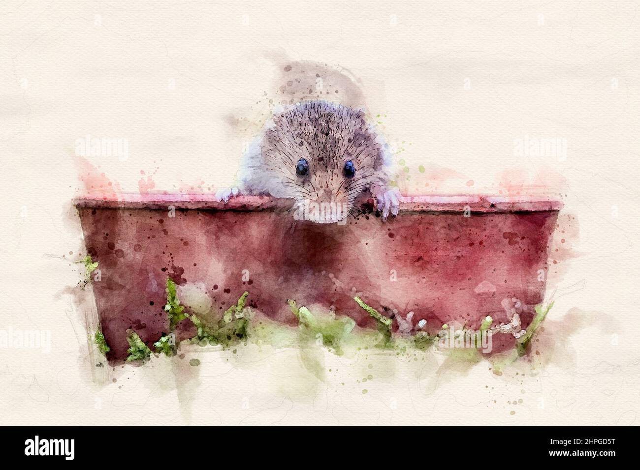 Watercolour effect of a harvest mouse peeping out from inside a plant pot Stock Photo
