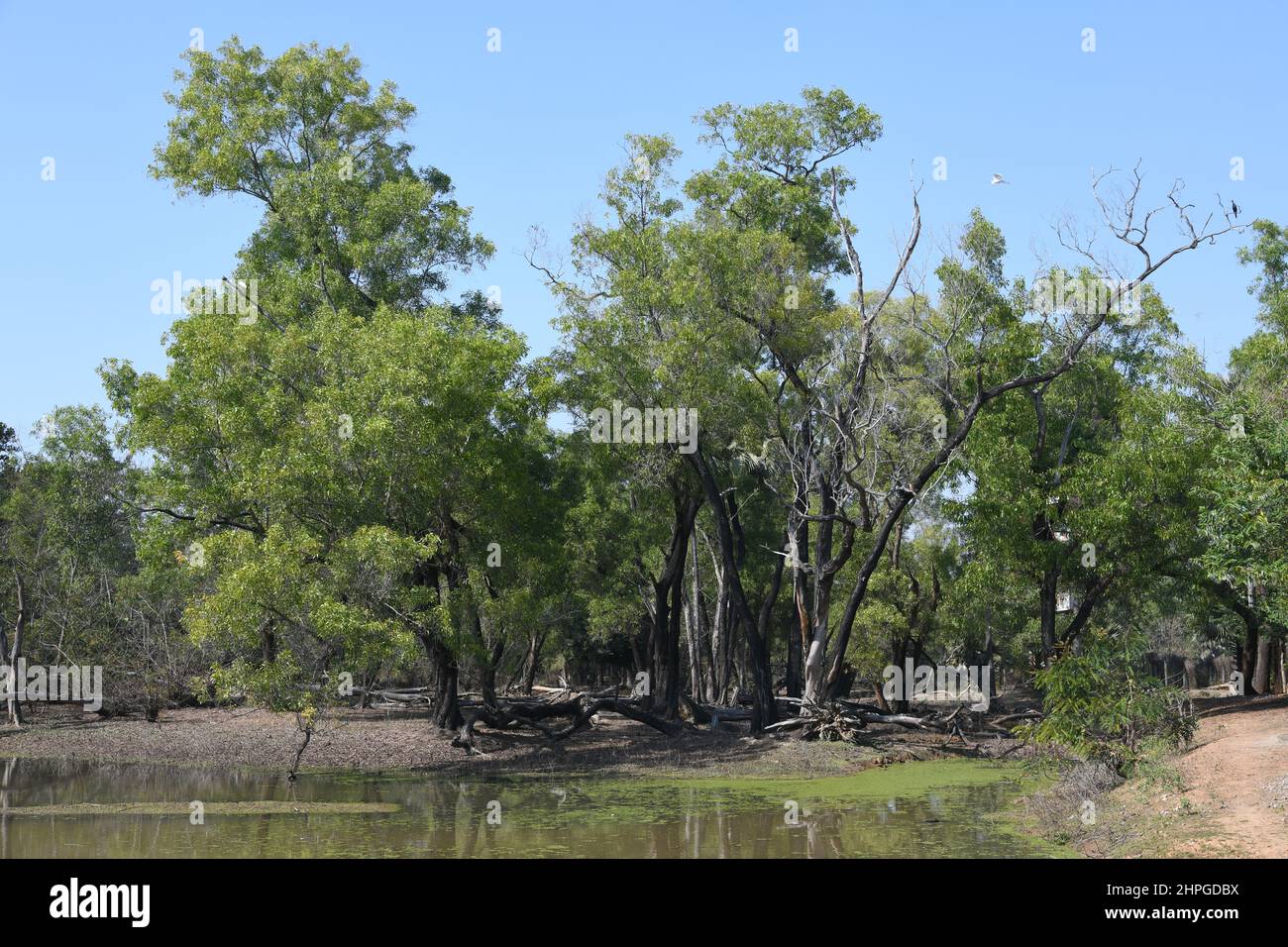 Ballavpur Wildlife Sanctuary. Bolpur, Birbhum, West Bengal, India. Stock Photo