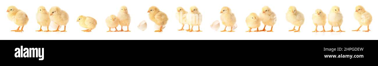 Many cute chicks on white background Stock Photo