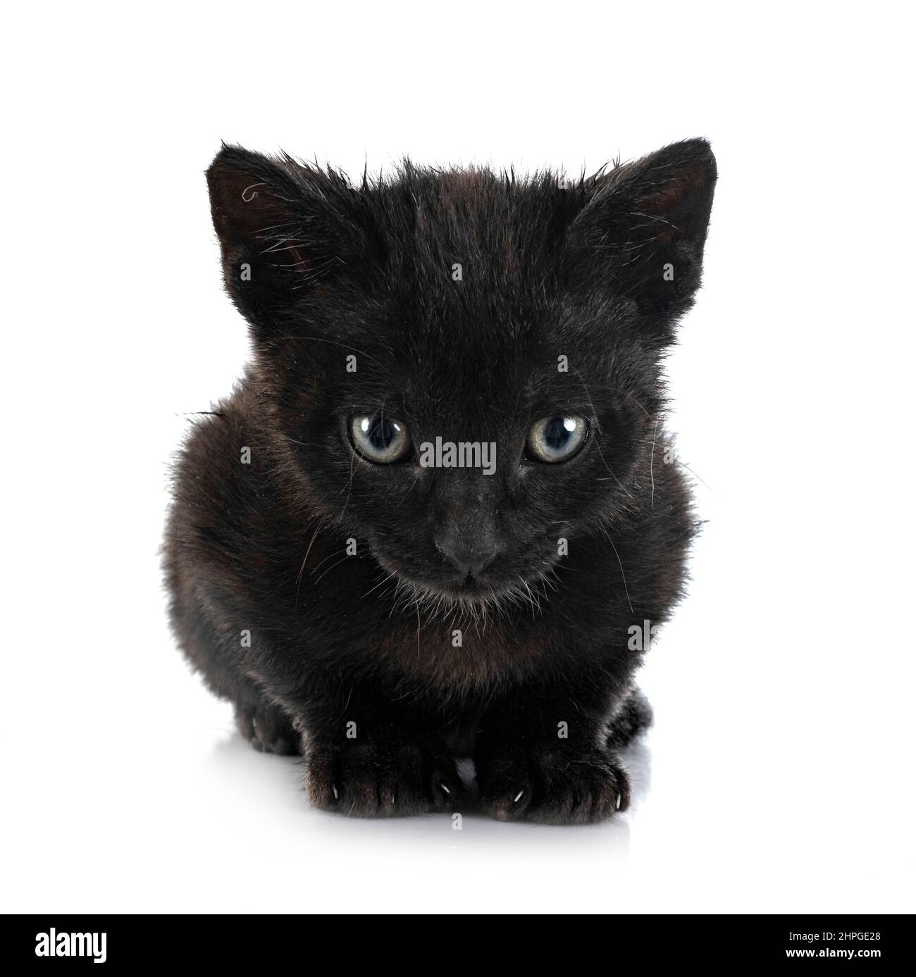 young kitten in front of white background Stock Photo