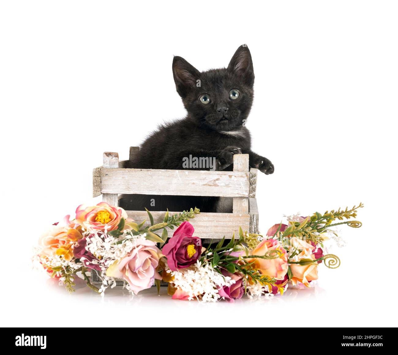 young kitten in front of white background Stock Photo