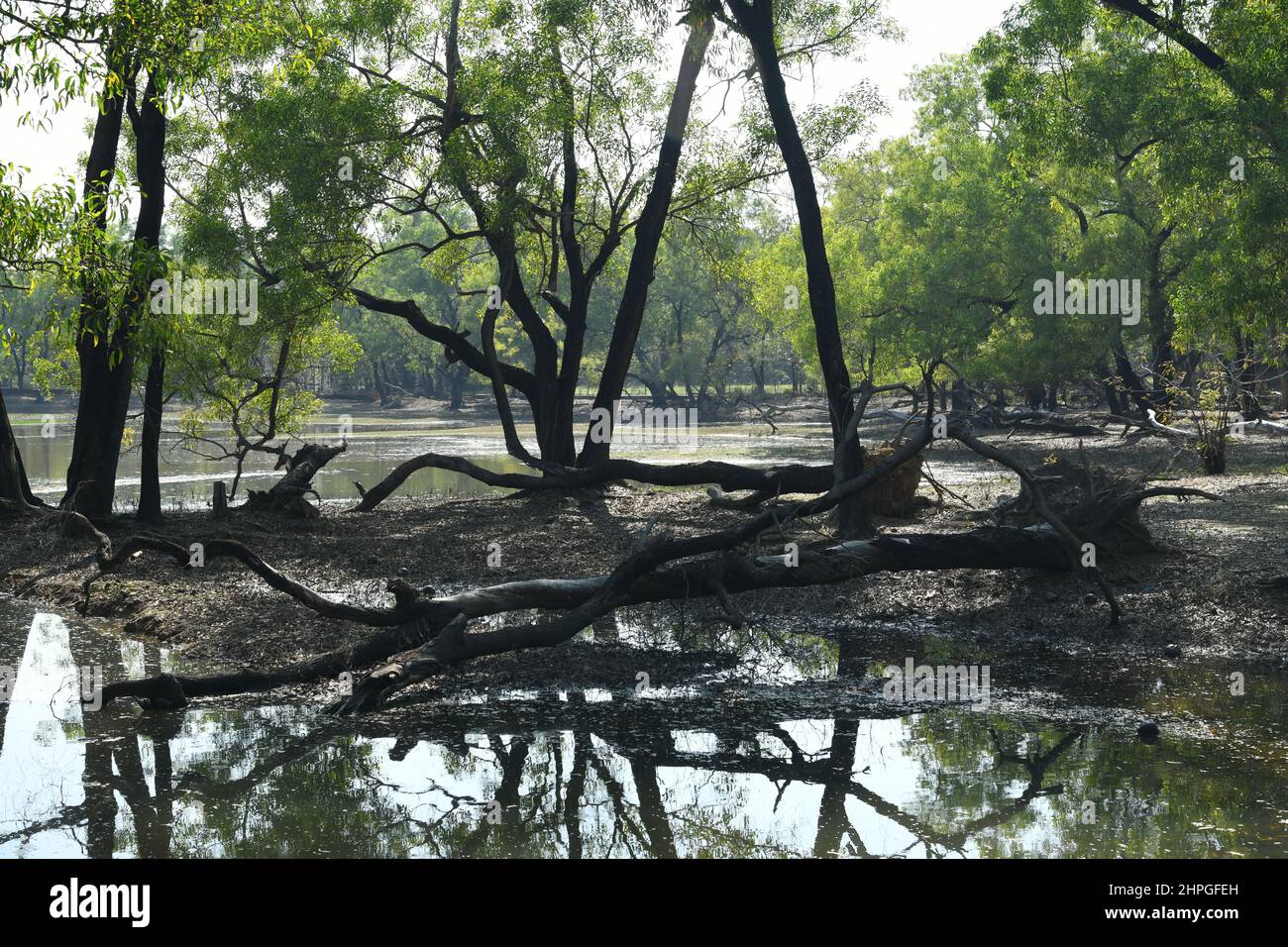 Ballavpur Wildlife Sanctuary. Bolpur, Birbhum, West Bengal, India. Stock Photo