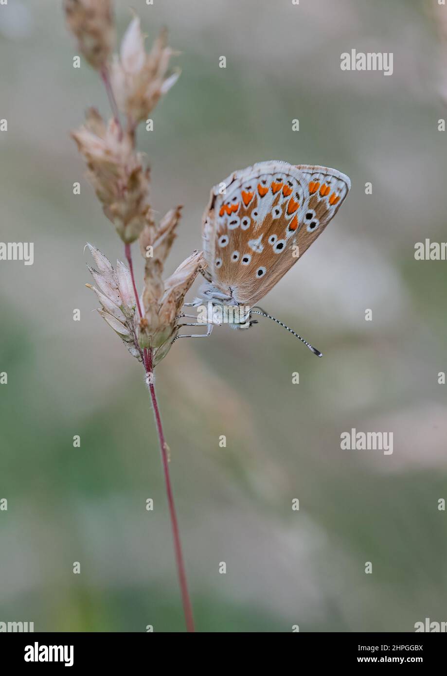 A Brown Argus butterfly, showing it's underside, perched on a stem of grass on the edge of a woodland ride. Suffolk, UK. Stock Photo