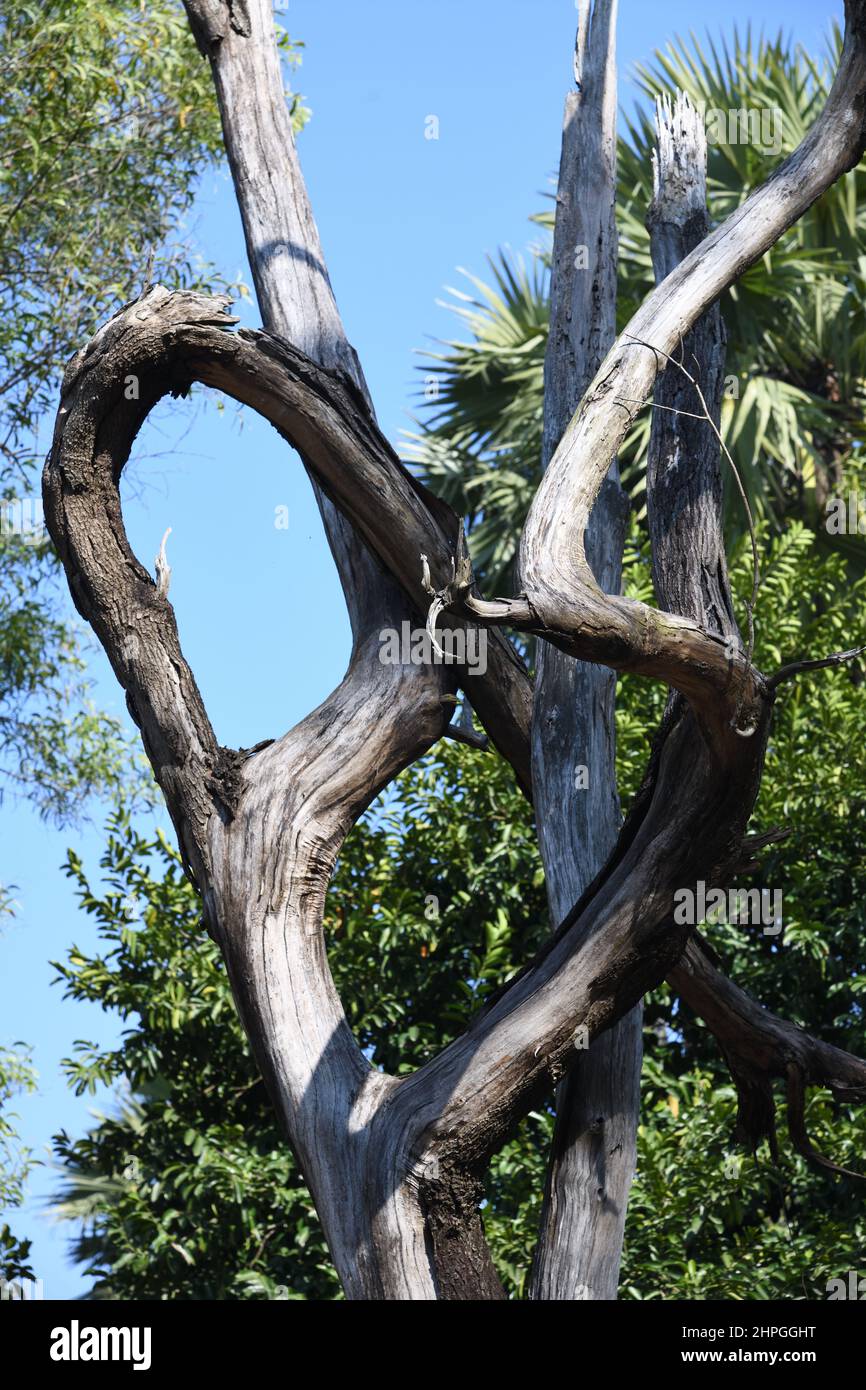 Dried tree of the Ballavpur Wildlife Sanctuary. Bolpur, Birbhum, West Bengal, India. Stock Photo
