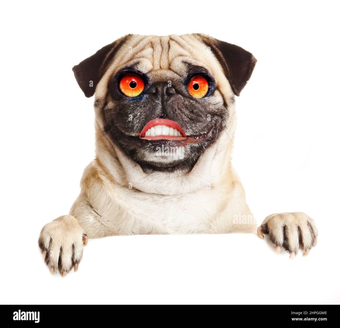 Crazy pug hi-res stock photography and images - Alamy, image size:1300x1255