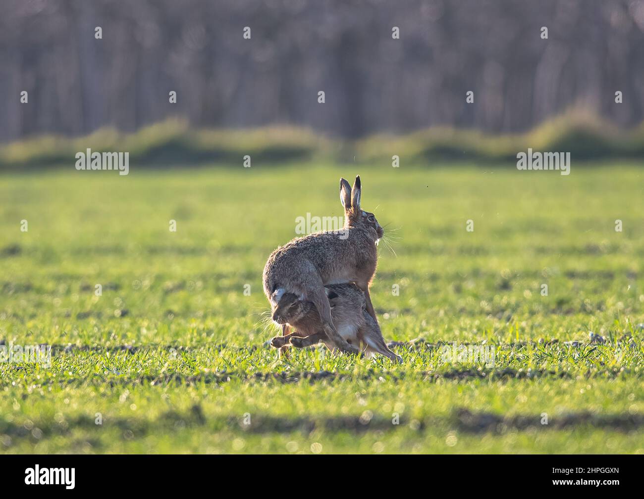 A pair of Brown Hares showing the violent courtship behaviour , stacked on top of each other , biting and with fur flying. Suffolk, Uk Stock Photo
