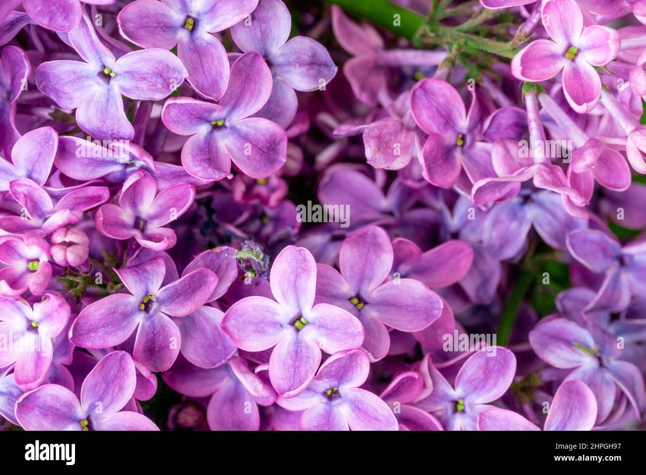 Purple lilac flowers blossom in garden, spring background Stock Photo ...