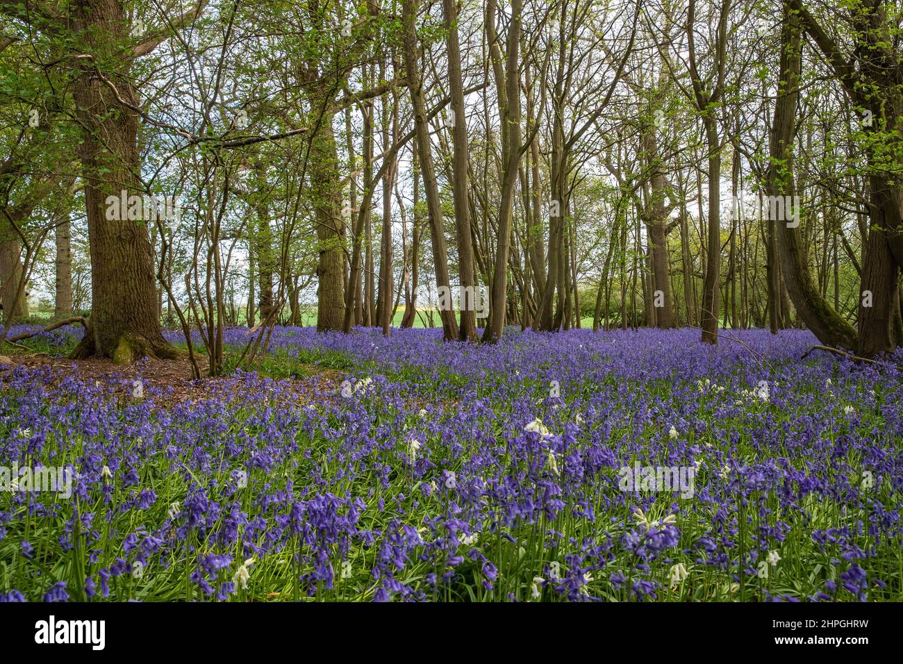A carpet of native Blubells and Whitebells in ancient woodland amongst hazel coppice and beech trees. Suffolk, UK Stock Photo