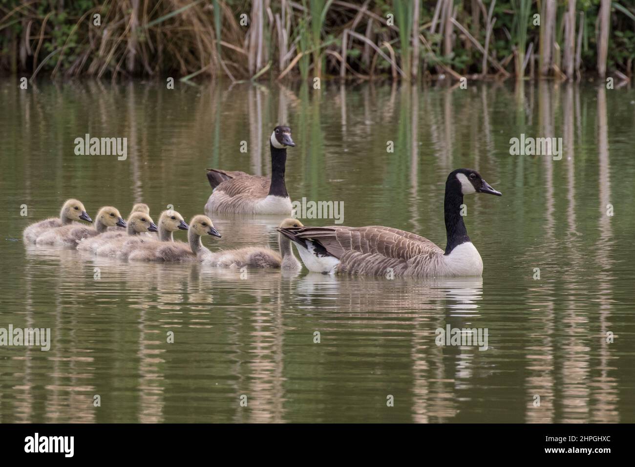 A family of Canada Geese with seven fluffy Goslings swimming in fomation on a farm pond . Suffolk, UK Stock Photo