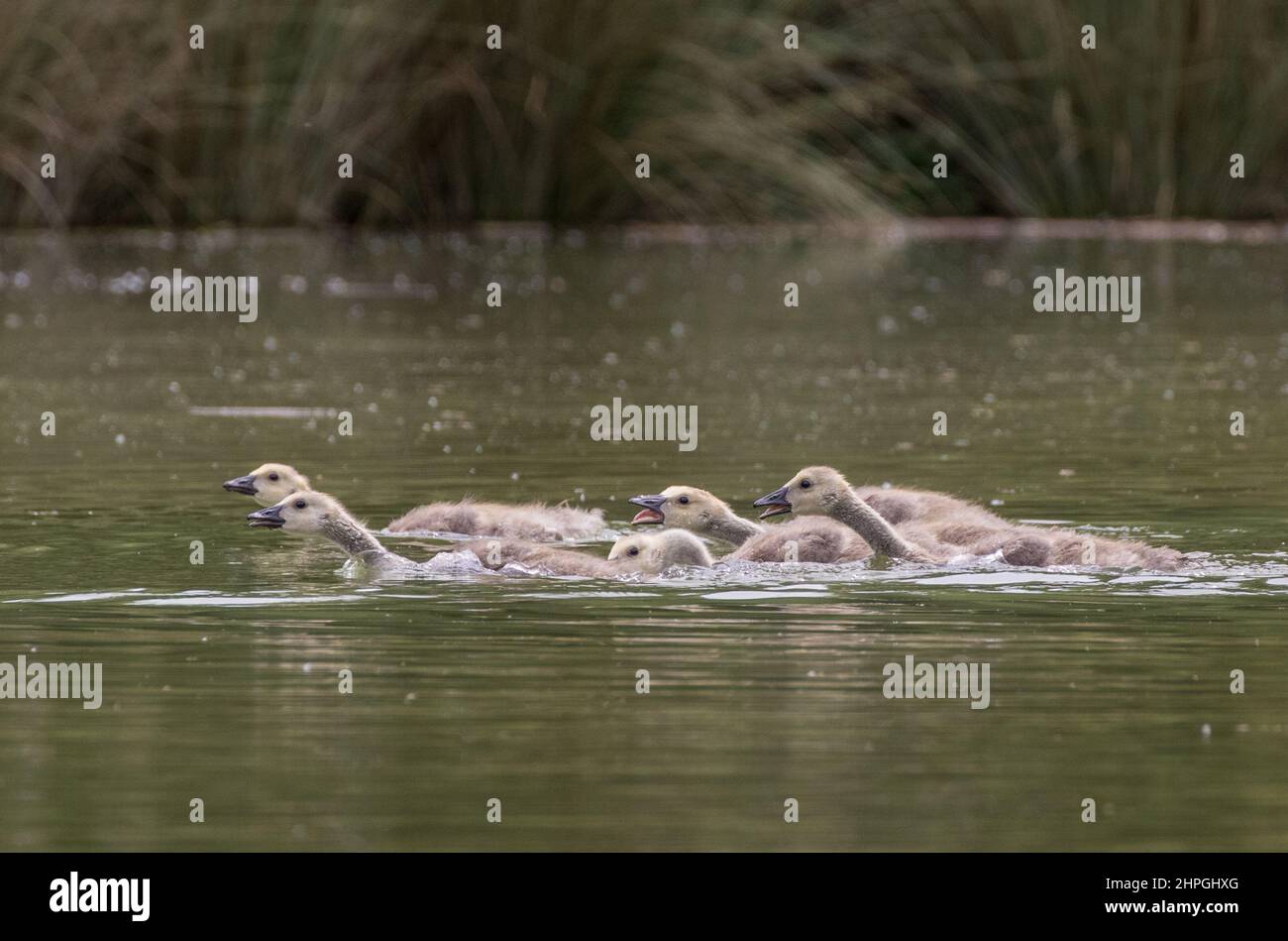 A family of five Canada Geese  Goslings playing and racing each other on a farm pond . Suffolk, UK Stock Photo