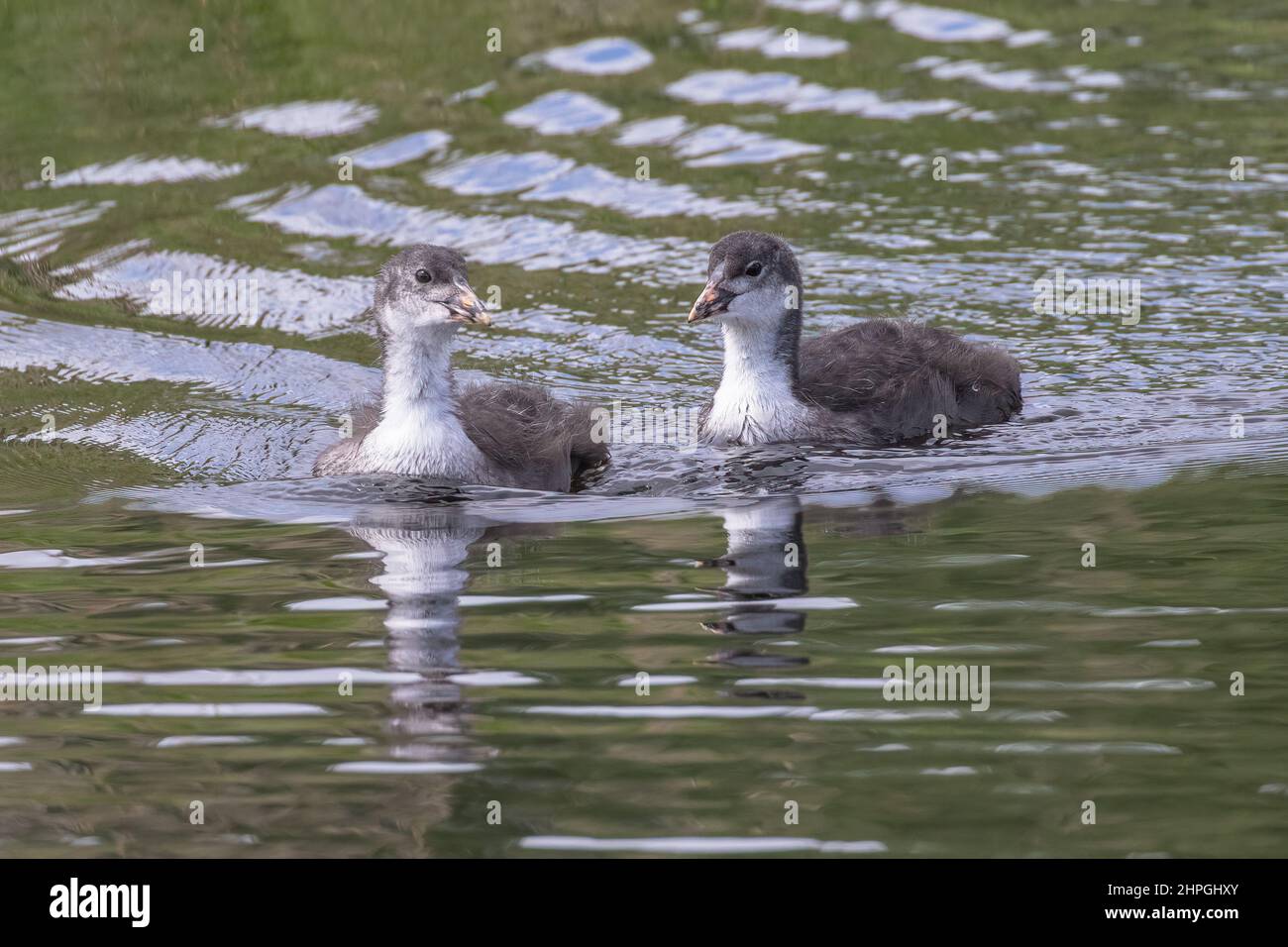 Two juvenile Coots still with their fluffy  feathers , swimming together on a lake in Suffolk, UK Stock Photo
